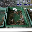 완도참전복 이미지