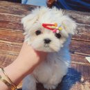 탑클래스 펫 부천점 이미지