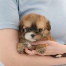 광주강아지분양 고양이분양 미유펫 본점 이미지