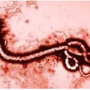 에볼라 바이러스(에볼라출혈열)에 대한 정보. 이미지