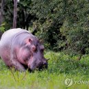 하마볼