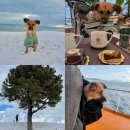 모드니 펜션 | 제주도 애견동반 여행 1일차 코스 - 배편부터 애월 아침식사, 나홀로나무, 숙소, 카페, 해변, 저녁 맛집...