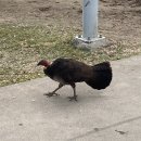 홀리데이브리즈 | 🇦🇺 호주 워킹홀리데이 [Day 0-3]