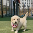 똥꼬 발랄 펫샵 | 은계지구 강아지분양 친절하고 정직한 베베멍 강아지분양 고양이분양 시흥본점