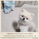 펫츠나라 동물병원 | 동물병원 강아지 사료, 애미넌트(Eminent)다이어트 독 파이버 밸런스