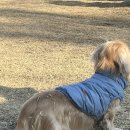 힐링독 | 경기도 대형 애견카페 용인 강아지운동장 컨츄리독힐링파크 후기 가격 주차 대형운동장 요일별 이용