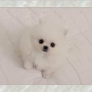 (유)미래환경수지 | 수지포메분양 꼼꼼 후기 시작합니다