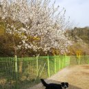 꽃보다 개 이미지