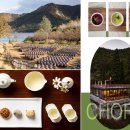 6/18(수)-19(목) 보성 녹차밭과 윤제림수국, 법정스님 불일암 무소유길 이미지