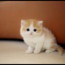 아담스펫 강아지분양 고양이분양 강남점 이미지