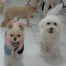 웨글웨글 이미지