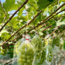 코코농원 이미지