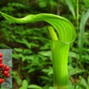 천남성(Dragon arum)꽃말 : 현혹 독초 이미지