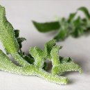 플랜트 티스토리