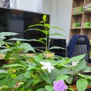 신라약업사 이미지