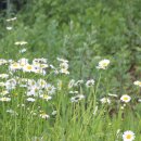 자연한우농장 이미지