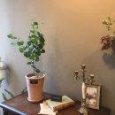 나만의 그린 인테리어 이미지