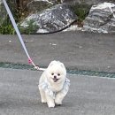 도그헬퍼 이미지