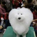 강아지 미용 이미지