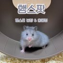 햄스팟