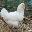 미골농장 이미지