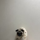 꼬또리몽 네이버블로그