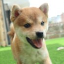 포시바(For Shiba) 이미지