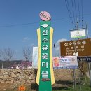 주읍리산수유꽃마을 이미지