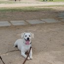 어진메디칼 | 시그니처바이 '스토모액트 덴탈케어' 체험후기