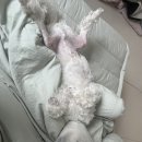 깡통라이브 | [쿨펫 동물병원 탄방점] 3살 말티즈 슬개골 수술 후기(3주차~4주 차)