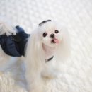 이프멍멍 이미지