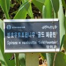 골드파운틴