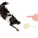 똥싼 강아지 이미지