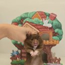 골든햄스터분양 탬펫 강남점 이미지