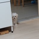 임다솜 이미지