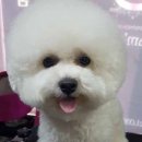 아담스펫살롱 이미지