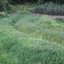 ㈜엽록소 이미지