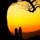 사랑나무 이미지