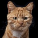 사림동126 이미지