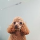 위즈펫동물병원 이미지