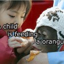 영자신문 쉽게 읽는 법 A child is feeding an orangutan. 이미지