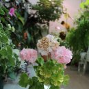 위드드림 / 빌스잼 / 다이아홍 / <b>미스</b>로즈/ 별빛슈가<b>캔디</b> / 사가 / 휴블리스 / 블랙맘바