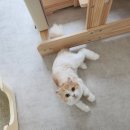 미미캣살롱&고양이호텔 이미지