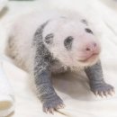 아기바오의 넷째딸 애기바오🐼 이미지