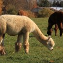 해인농장 이미지