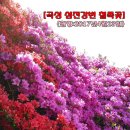 섬진강변 철쭉길 이미지