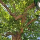 수정로120번길 | [성남점집] 지인에게 소개받아 방문해본 나라신궁연화사 용한유명한 신점 방문후기!