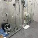 용동물병원 | 강아지 췌장염 증상, 치료 후기 / 사천 겨울나는나비동물병원, 창원 용 동물병원