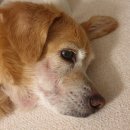 모아 동물병원 이미지