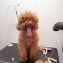 도담도담이발소 이미지